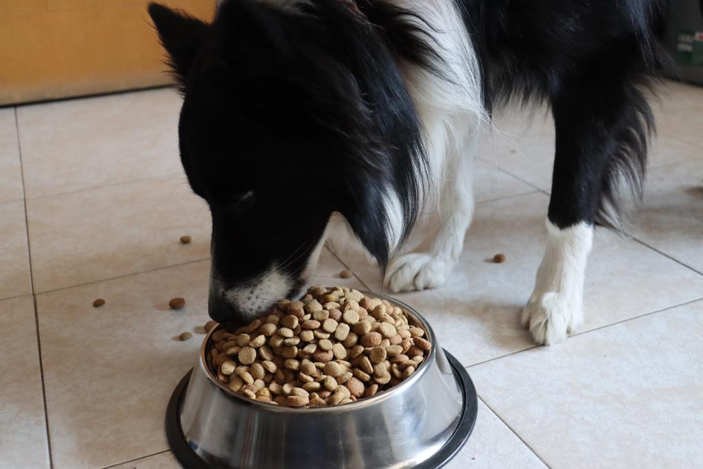 alimentacion completa para perros